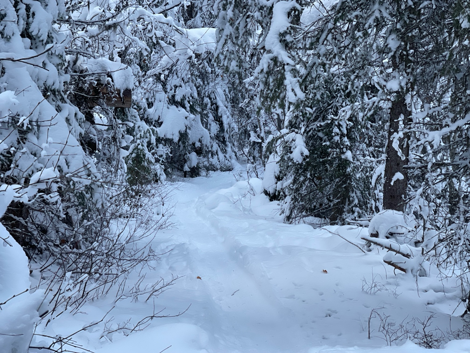 Snowy singletrack trail