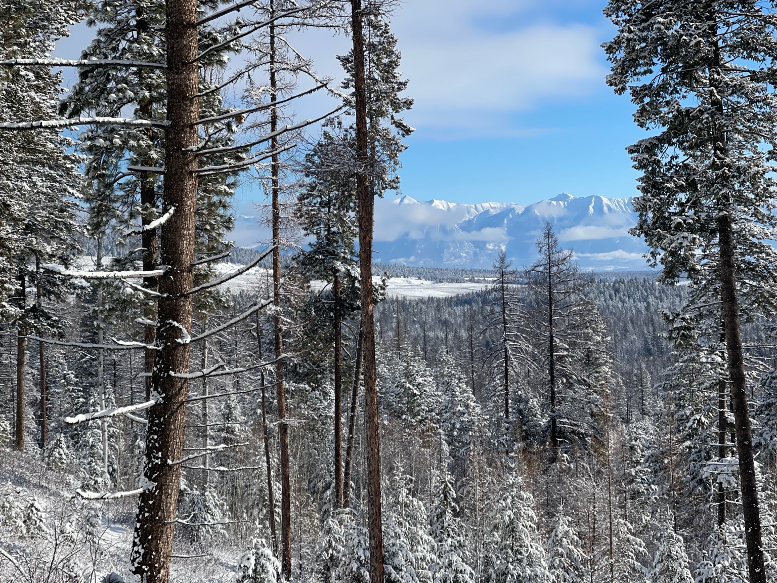 Frosty forest scenery